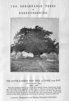 Remarkable Trees Cusop yew 1867